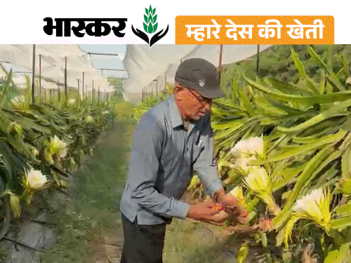 रिटायर डॉक्टर ने खेत में लगाया 'ड्रैगन फ्रूट':700 पौधे एक गलती से खराब हुए तो दोबारा लगाए; इस बार 4 लाख की कमाई
