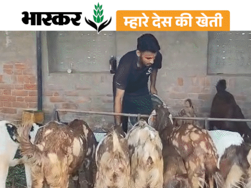 जयपुर-किसान ने बकरी के दूध से घी और साबुन बनाया:ऑनलाइन मार्केट से ग्राहकों तक पहुंचे, टर्नओवर 18 लाख से ज्यादा