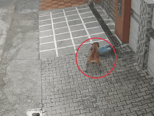 अंबाला में बच्चे पर कुत्ते का हमले का CCTV:गिरते ही चेहरे और हाथ पर काटा, लड़की ने छतरी से बचाया; महिला गोद में उठाकर भागीं