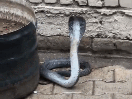 स्कूल में 6 फीट लंबा कोबरा घुसा, टीचर्स चिल्लाकर दौड़ीं:लैब में फुंकारता मिला; कुरुक्षेत्र में आधे घंटे बाद मुश्किल से काबू किया